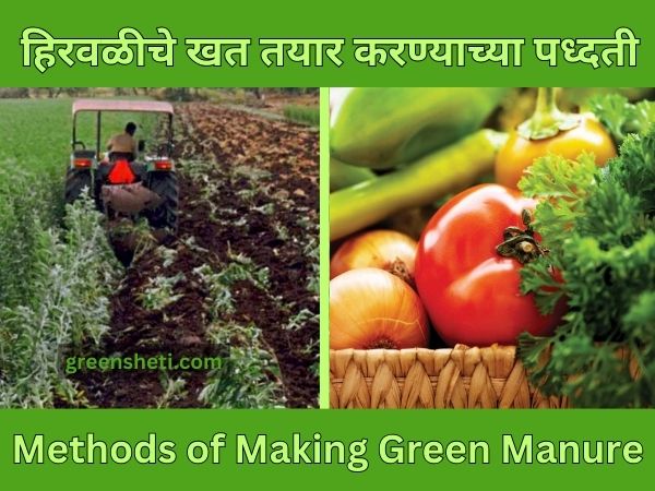 हिरवळीचे खत Green Manure - No.1 Types of Best Fertilizers